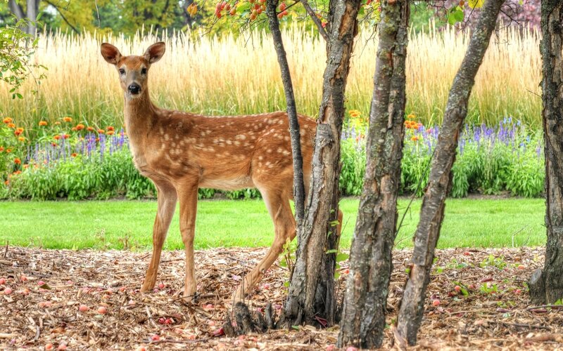 Fawn in Garden — Brown