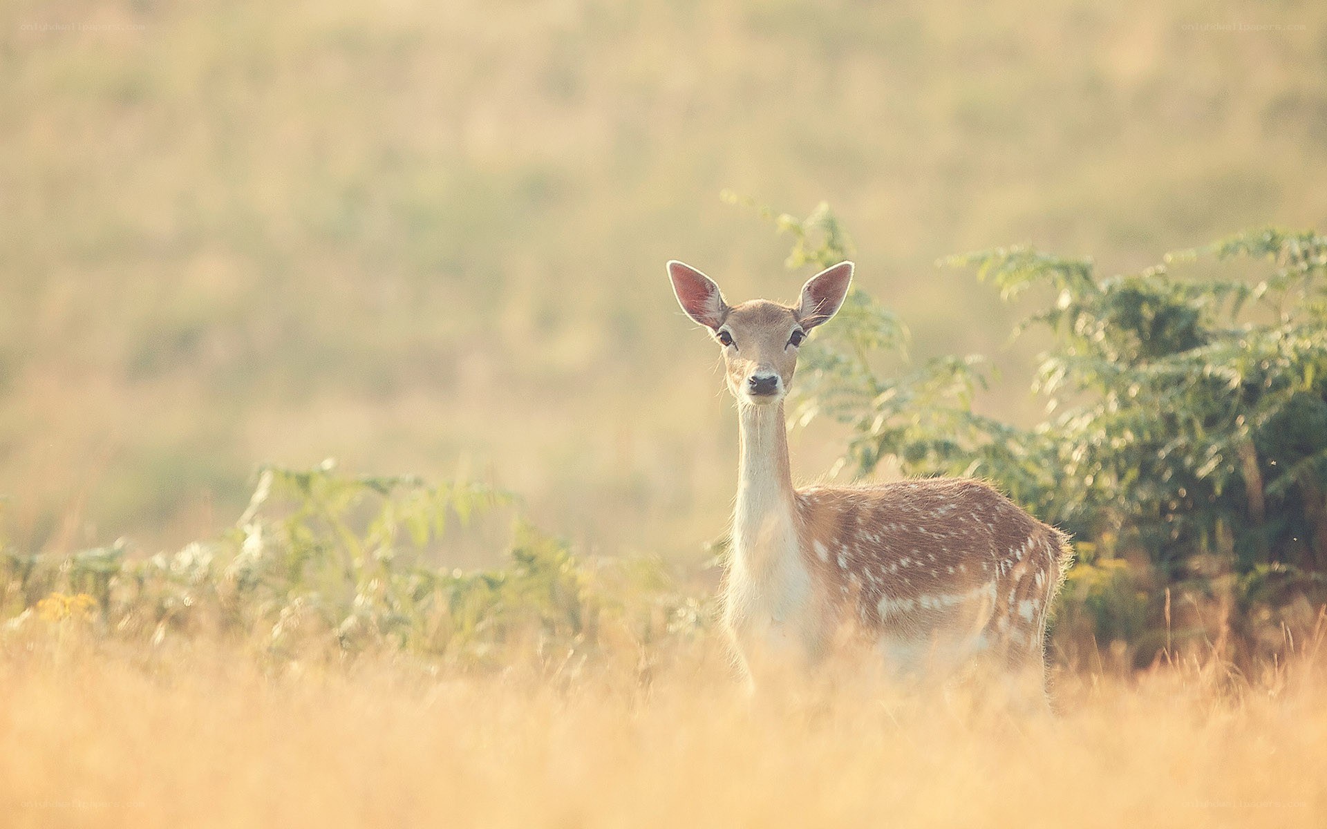 fawn in golden light