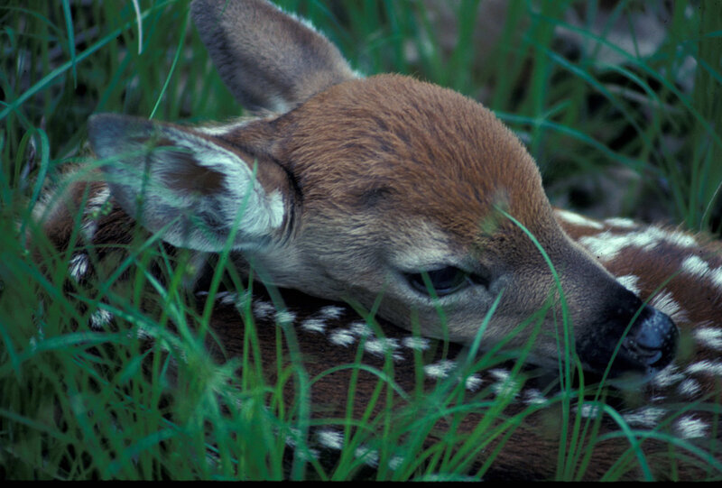 Fawn in Grass — Brown, Calm, Morning