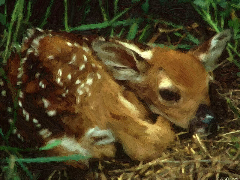 Fawn in Grass — Brown, Calm, Painting