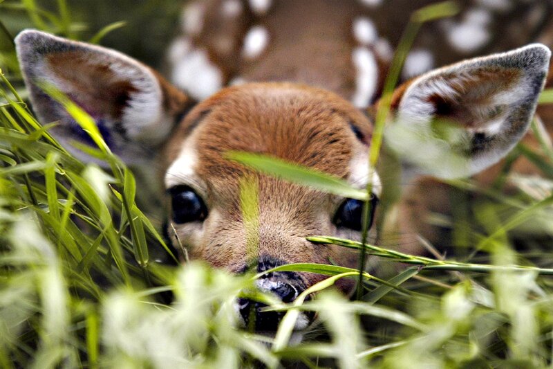 Fawn in Grass — Brown, Calm