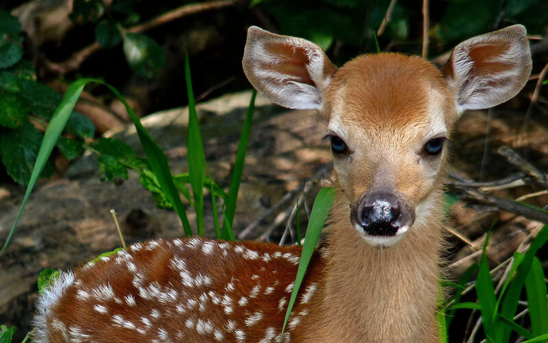 Fawn in Grass — Brown