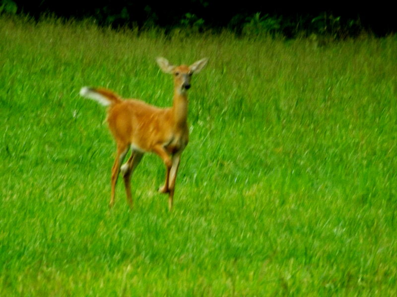 Fawn in Grass Field