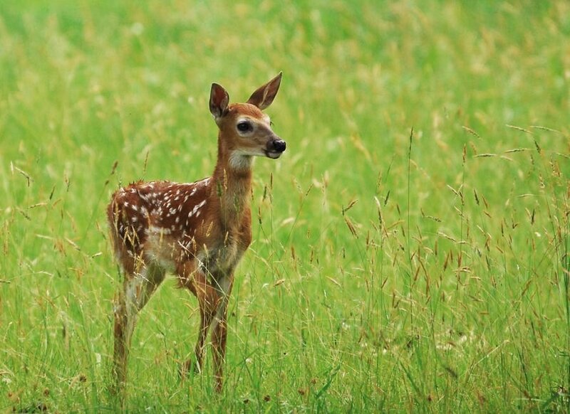 Fawn in Grass — Green, Calm, Afternoon, Photograph, Field