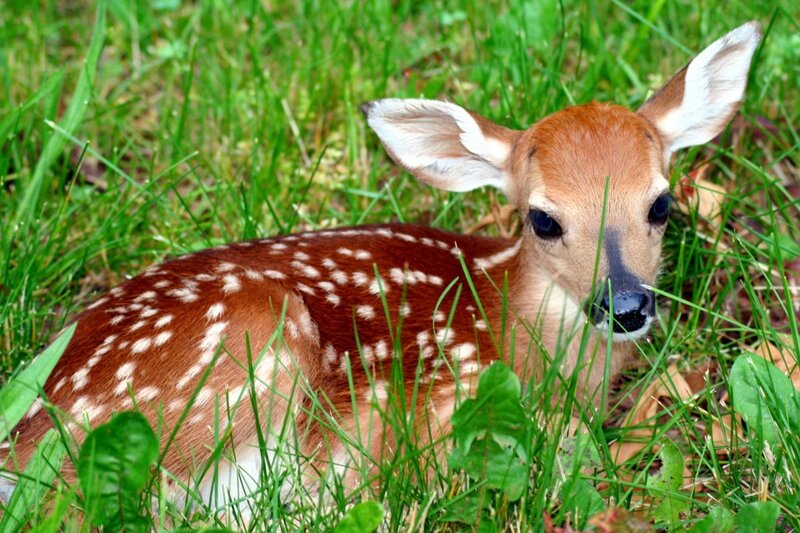 Fawn in Grass — Green, Calm, Afternoon, Photograph, Leaves
