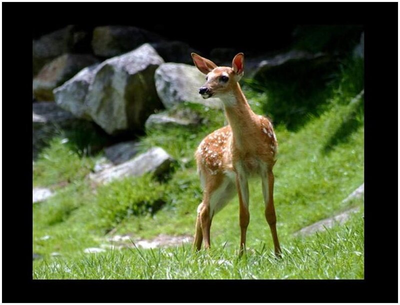 Fawn in Grass — Green, Calm, Afternoon, Photograph, Rocks