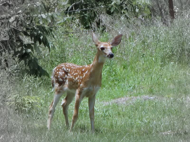 Fawn in Grass — Green, Calm, Afternoon, Photograph