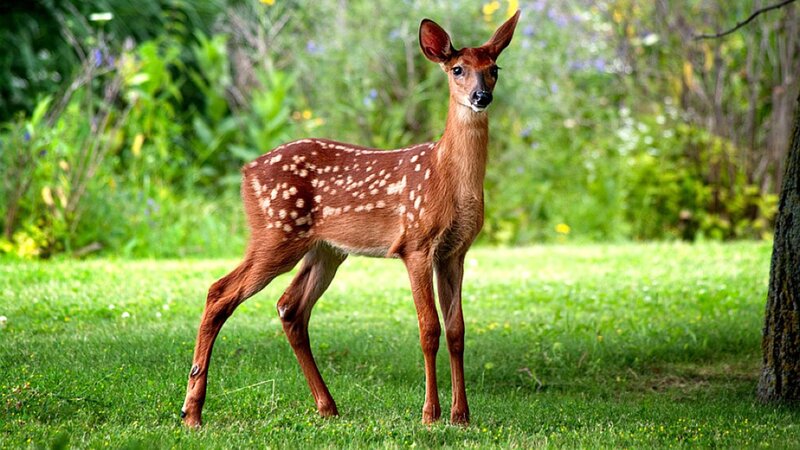 Fawn in Grass — Green, Calm, Afternoon, Photograph, Tree, Forest