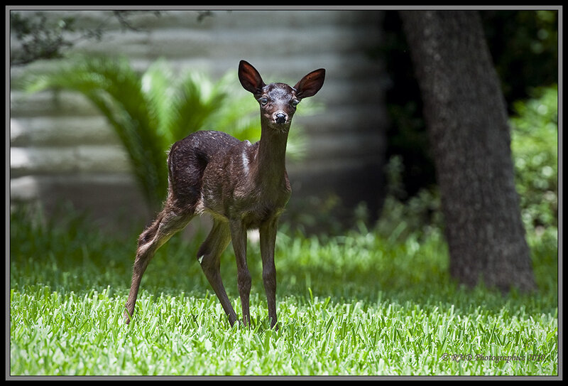 Fawn in Grass — Green, Calm, Afternoon, Photograph, Tree