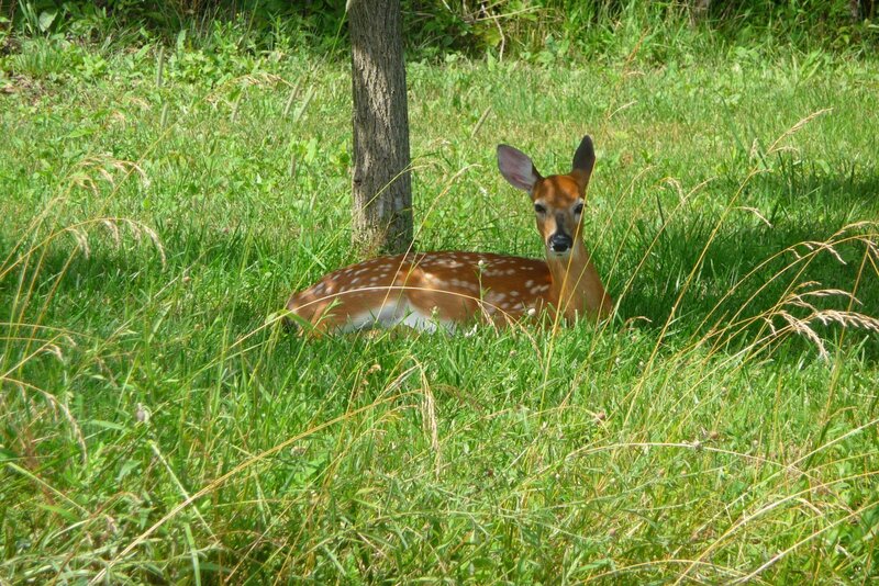Fawn in Grass — Green, Calm, Afternoon