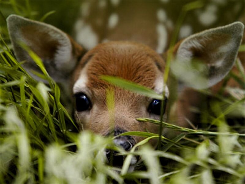 Fawn in Grass — Green, Calm, Morning, Photograph, Eyes