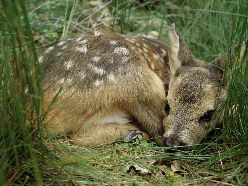 Fawn in Grass — Green, Calm, Morning, Photograph, Forest Floor, Brown