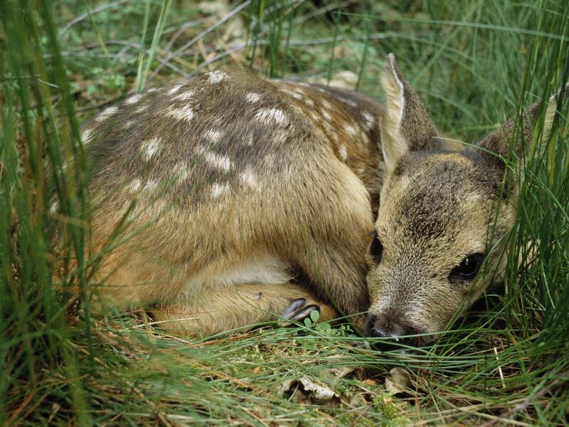 Fawn in Grass — Green, Calm, Morning, Photograph, Forest Floor