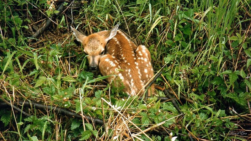 Fawn in Grass — Green, Calm, Morning, Photograph, Plants