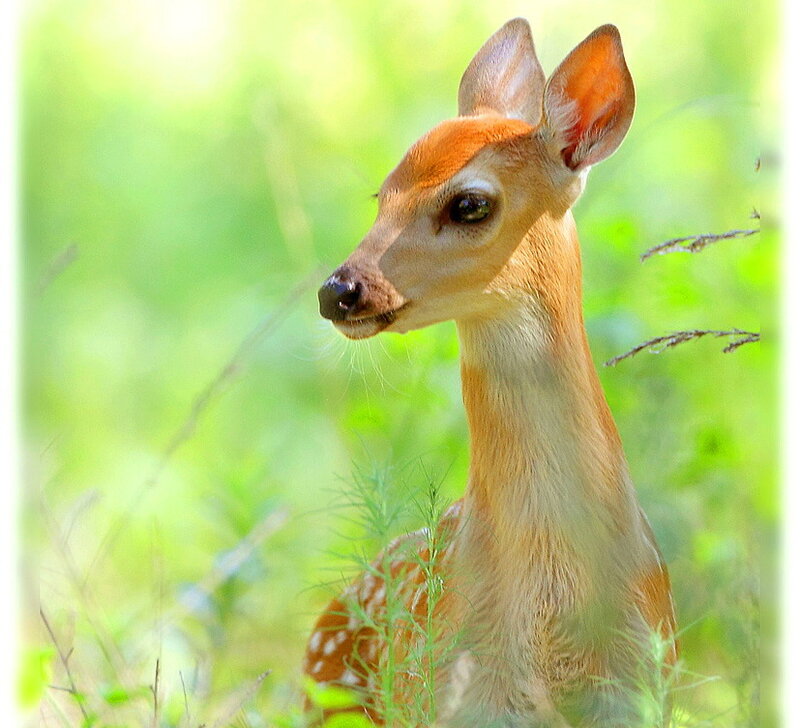 Fawn in Grass — Green, Calm, Morning