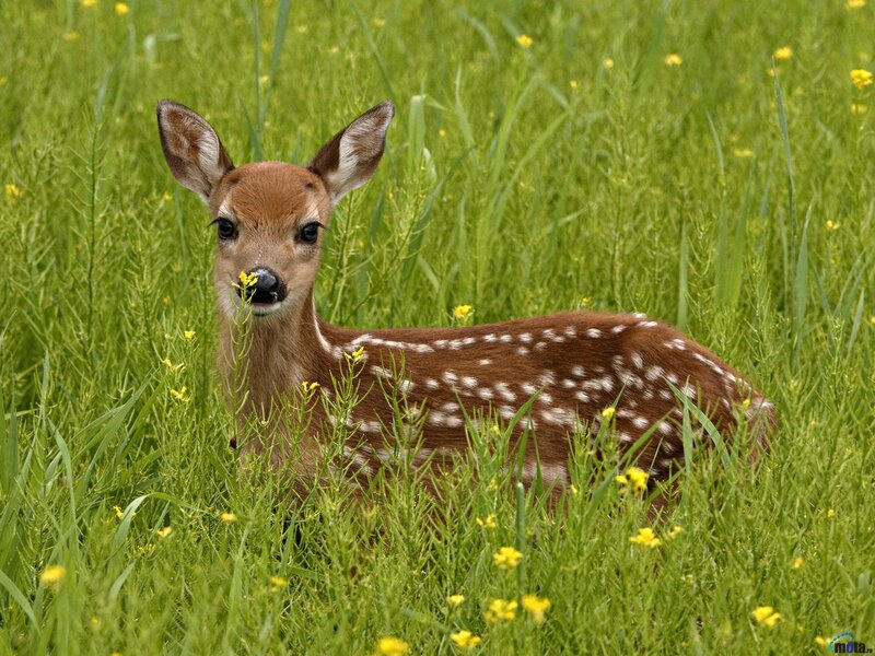 Fawn in Grass — Green, Calm, Spring, Photograph
