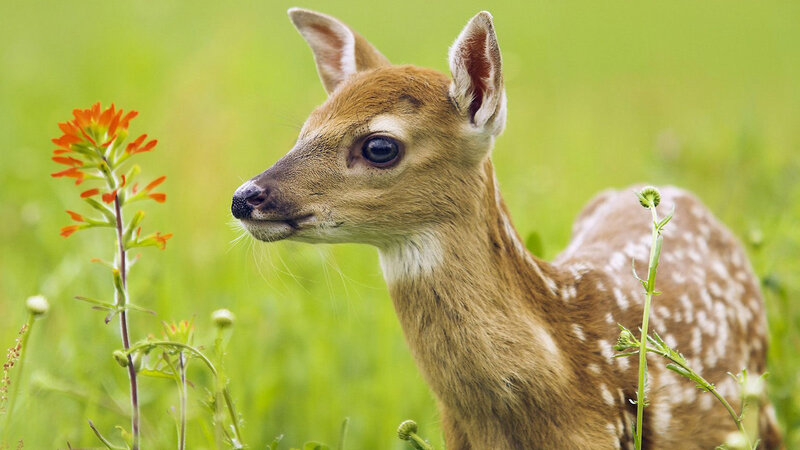 Fawn in Grass — Green, Calm, Spring