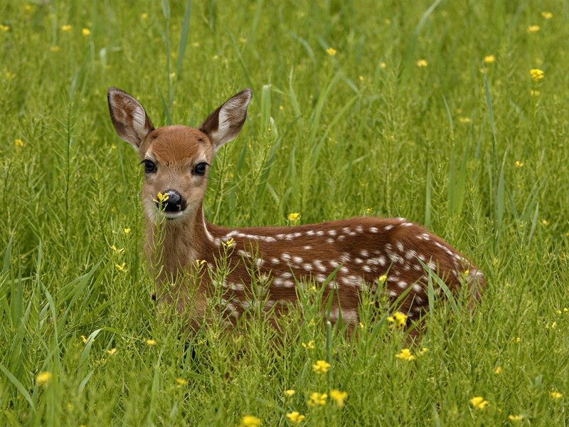 Fawn in Grass — Green, Calm, Summer