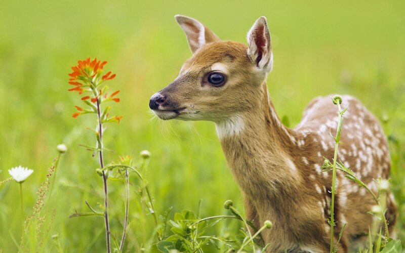 Fawn in Grass — Green, Calm