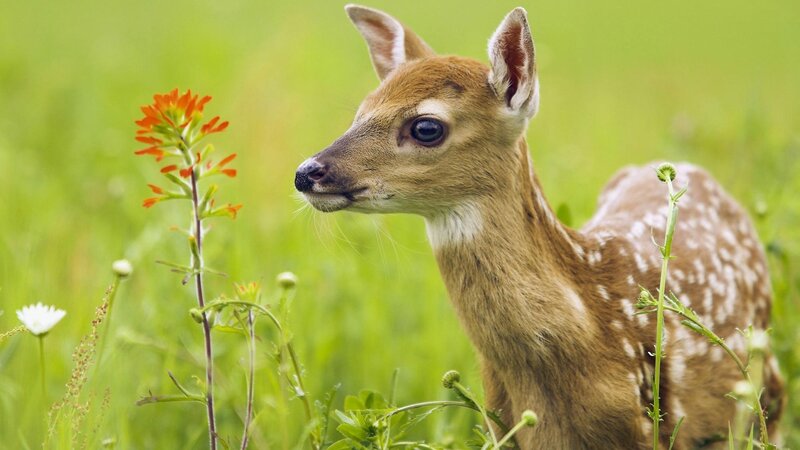 Fawn in Grass — Green, Serene, Afternoon, Photograph, Flowers, Daisy