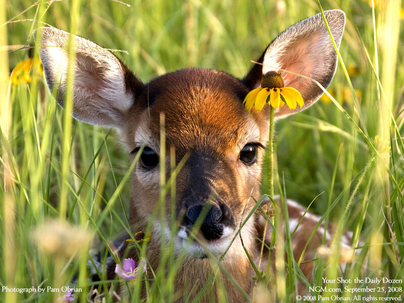 Fawn in Grass — Green, Serene, Afternoon