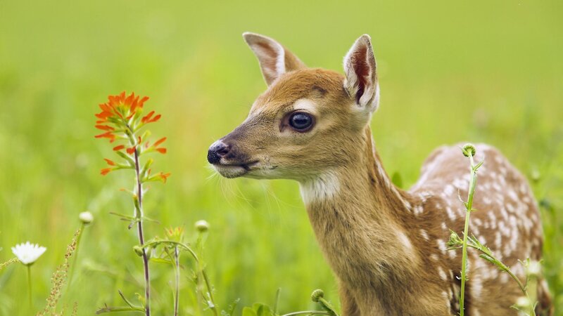 Fawn in Grass — Green, Serene, Spring, Photograph, Flowers
