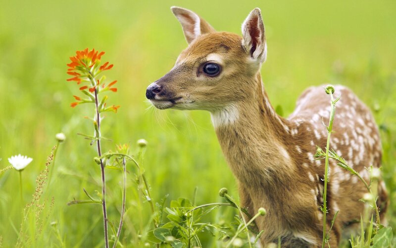 Fawn in Grass — Green, Serene, Spring, Photograph, Flowers, Wildflower