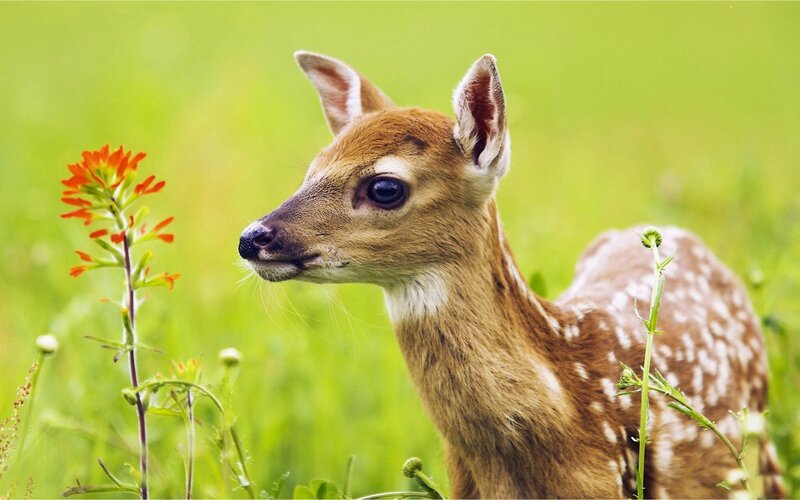 Fawn in Grass — Green, Serene, Spring