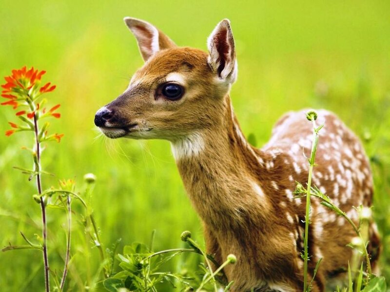 Fawn in Grass — Green, Serene