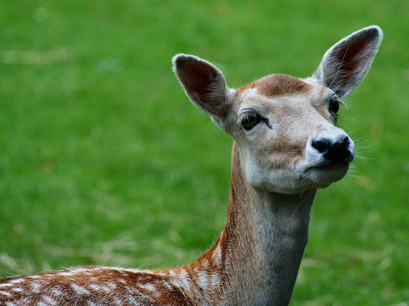 Fawn in Grass — Green