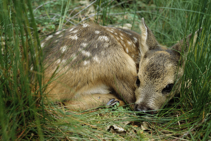 Fawn in Grass