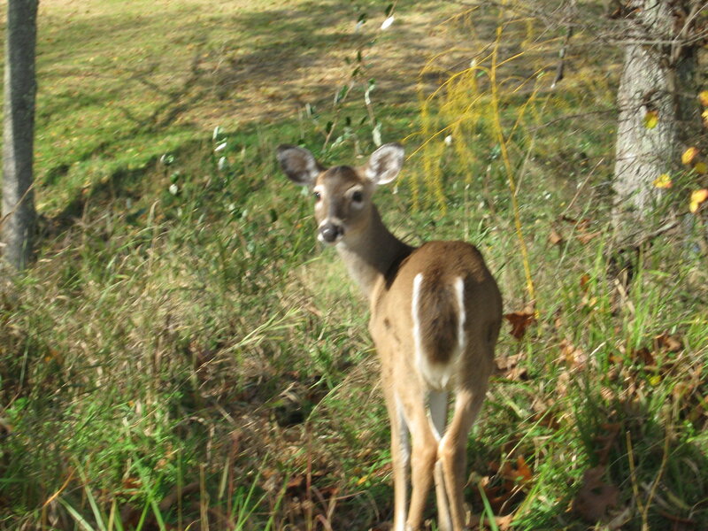 Fawn in Grassy Field — Brown