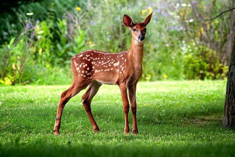 Fawn in Grassy Field — Green