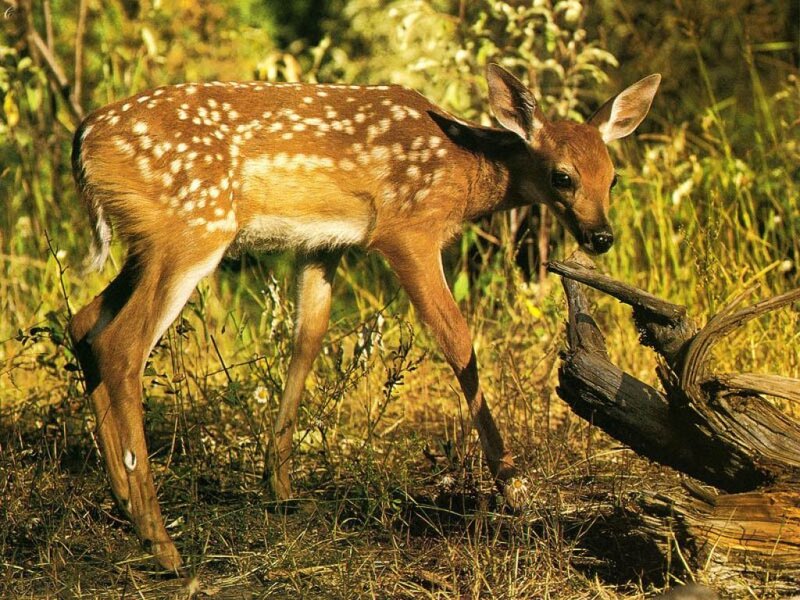 fawn in grassy field