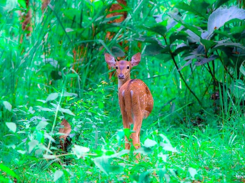 fawn in green foliage