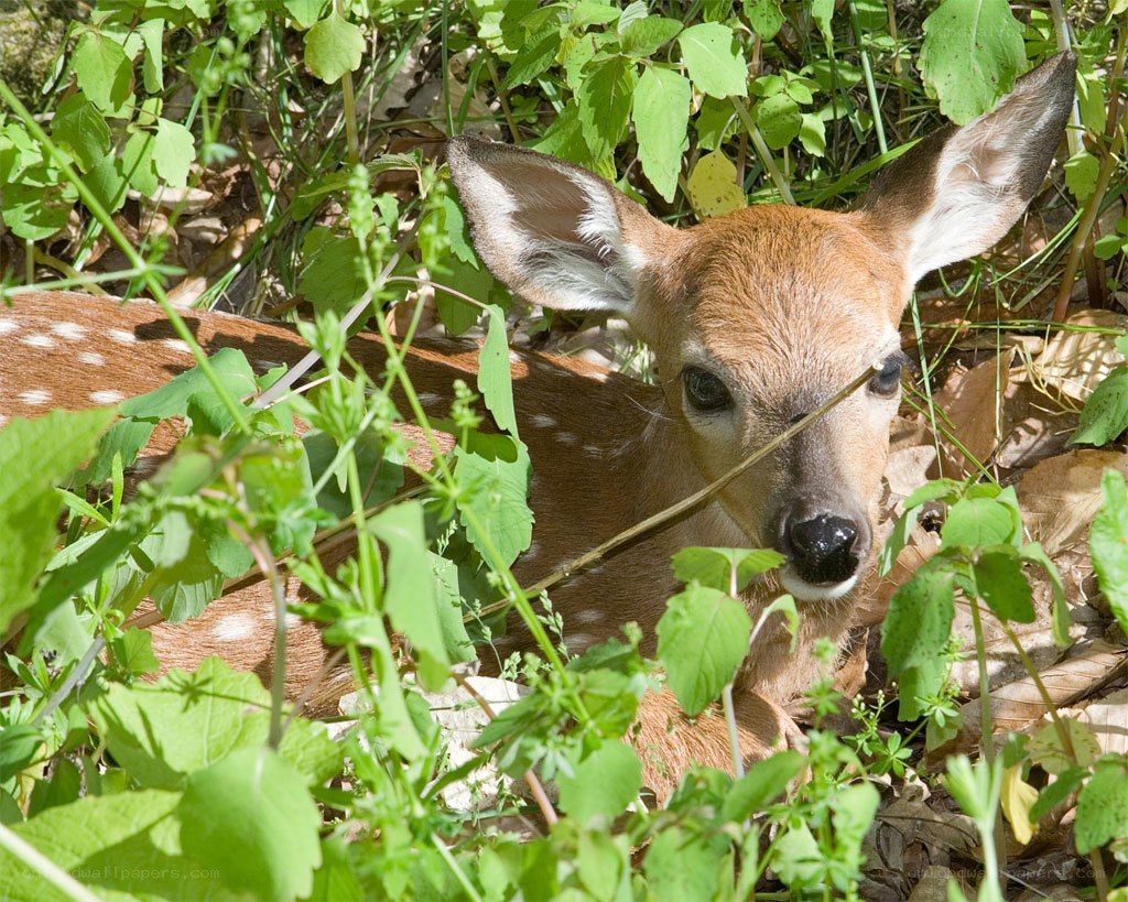 fawn in green foliage