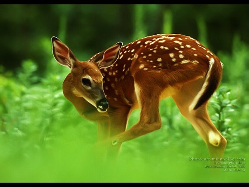 fawn in green forest