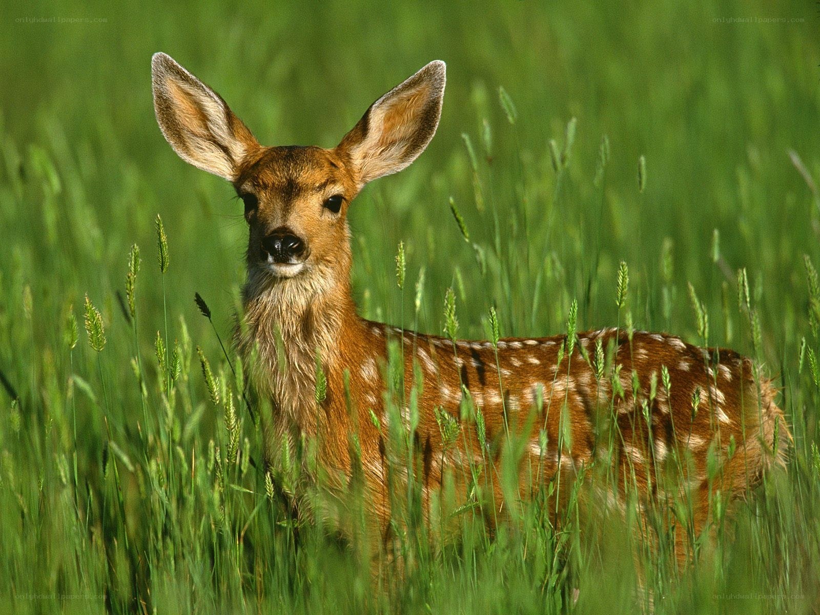 fawn in green grass