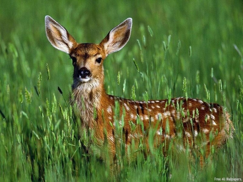 fawn in green grass