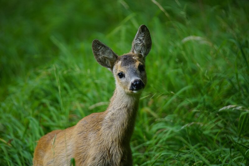 fawn in green grass