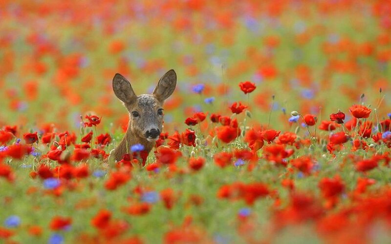 Fawn in Poppy Field — Red