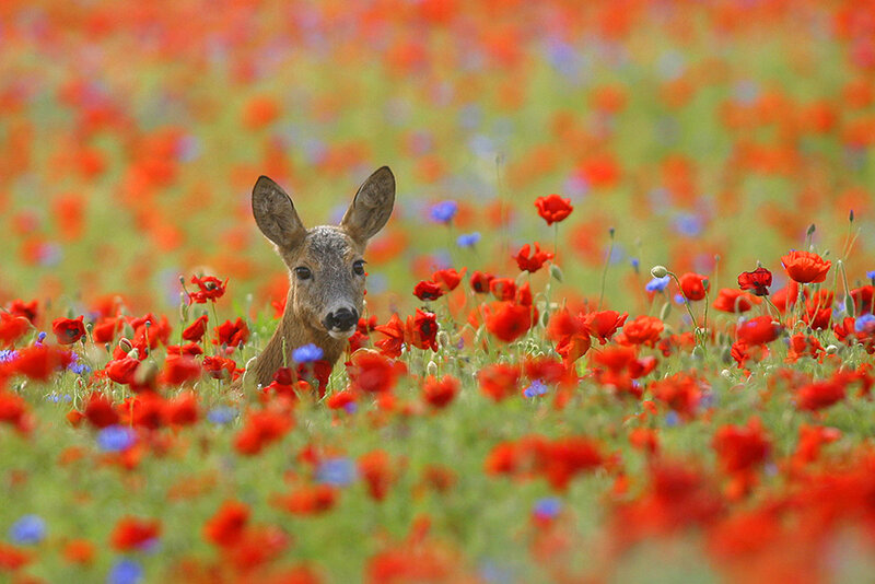 Fawn in Poppy Field