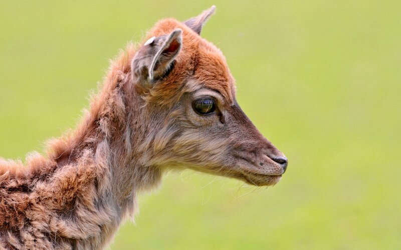 Fawn in Profile