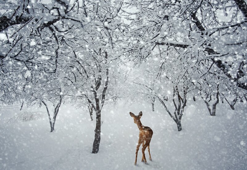 Fawn in Snowy Forest