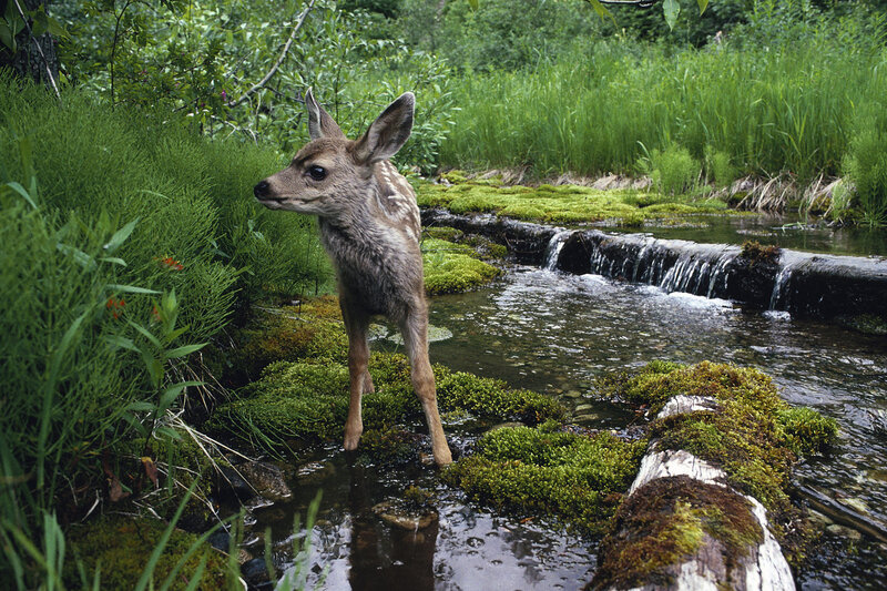 Fawn in Stream