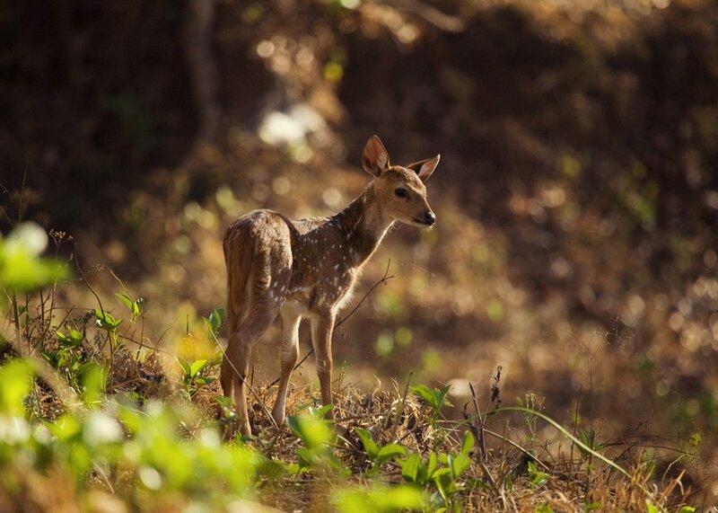 fawn in sunlit forest