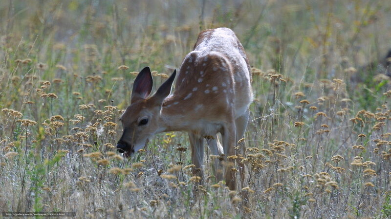 Fawn in Tall Grass — Brown, Calm
