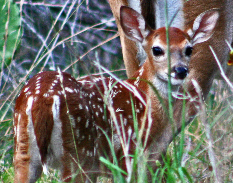 Fawn in Tall Grass — Brown
