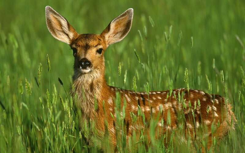 Fawn in Tall Grass — Green, Calm, Afternoon, Photograph, Field