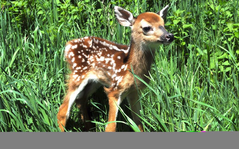Fawn in Tall Grass — Green, Calm, Afternoon